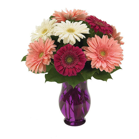 Gerbera Wishes