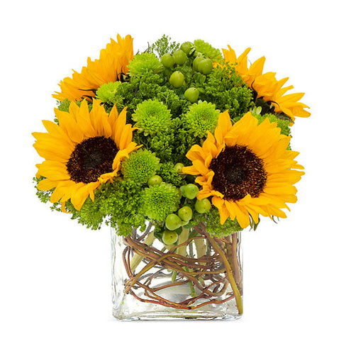 Sunflower Surprise