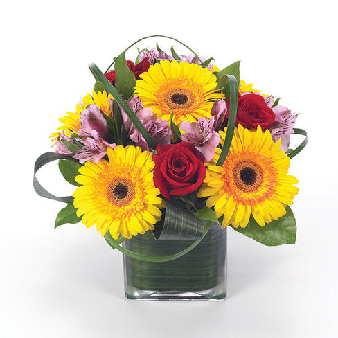 Gerbera Party