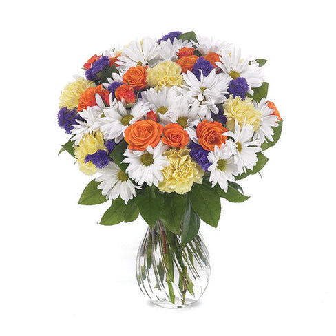 Daisy Delight