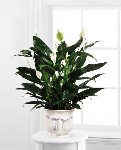 6" Comfort Planter