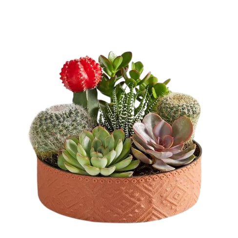 Cactus Dish Garden