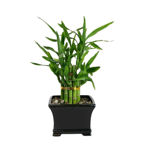 Lucky Bamboo