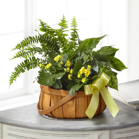 Always Dear Dish Garden