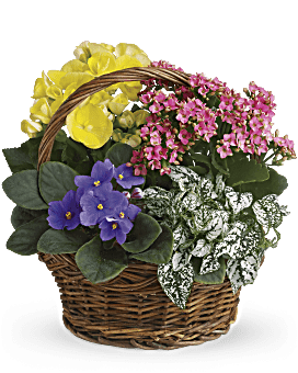 Spring Has Sprung Mixed Basket