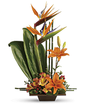 Exotic Grace