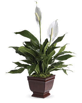 Lovely One Spathiphyllum Plant