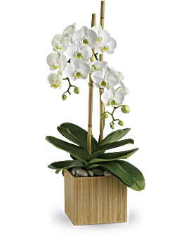 Opulent Orchids