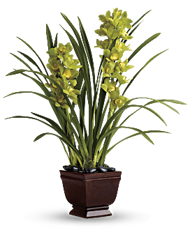 Splendid Orchids